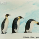 Illustration for article titled Flightless Friday - Aptenodytes forsteri Edition